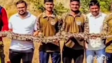 सिंदेवाही: दिलंनवाडीत 12 फुटाच्या आजगर सापाला स्वाब संस्थेने पकडून दिले जीवनदान