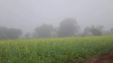 निवाड़ी: निवाड़ी जिले में छाया मौसम का पहला कोहरा, तापमान गिरा, किसानों ने कहा - फसलों को होगा फायदा