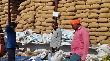 मरवाही: गौरेला-पेंड्रा-मरवाही में धान खरीदी ने पकड़ी रफ्तार, अब तक 4.45 लाख क्विंटल का हुआ उपार्जन