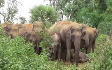 फरसाबहार: तपकरा वन परिक्षेत्र में हाथियों की सक्रियता, 36 जंगली हाथी कर रहे हैं विचरण