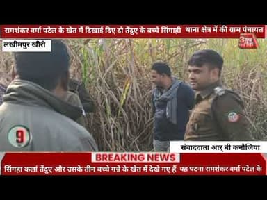 #लखीमपुर रामशंकर वर्मा पटेल के खेत में दिखाई दिए दो तेंदुए के बच्चे सिंगाही थानाक्षेत्र में की ग्राम