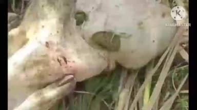 ಚಡಚಣ: ತದ್ದೆವಾಡಿ ಗ್ರಾಮದಲ್ಲಿ ಹಸುವಿನ ಮೇಲೆ ಚಿರತೆ ದಾಳಿ, ಆತಂಕದಲ್ಲಿ ಗ್ರಾಮಸ್ಥರು