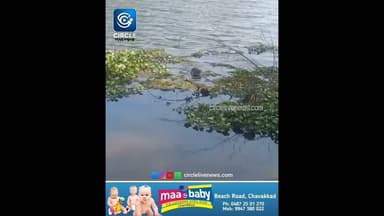 ചാവക്കാട് കനോലി കനാലിൽ നീർനായ