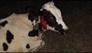 खुलताबाद: पळसवाडीत बिबट्याची दहशत; गाय-बैलांवर हल्ले, परिसरातील शेतकरी भयभीत