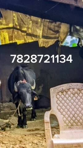 बताने बाले को ईनाम मिलेगा