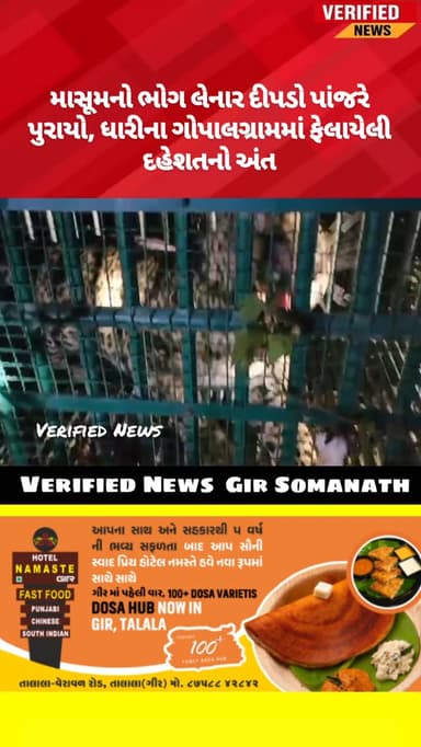 માસૂમનો ભોગ લેનાર દીપડો ગણતરીના કલાકોમાં પાંજરે પુરાયો, ધારીના ગોપાલગ્રામમાં ફેલાયેલી દહેશતનો અંત
#dhari #amreli #dipdo