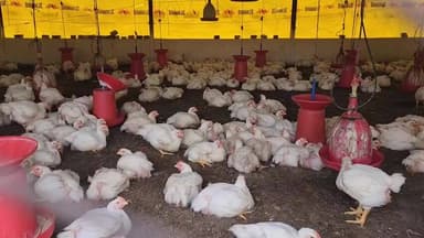 नरवर: पोल्ट्री फार्म में अज्ञात कारणों से हजारों मुर्गों की मौत, संचालक का कहना है कि किसी ने जहर दिया