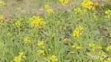 नरहट: नरहट प्रखंड भर में पड़ रही है शीतलहर, भीषण ठंड के कारण किसान परेशान, फसल बर्बाद