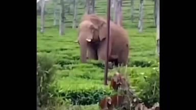 பந்தலூர்: சேரம்பாடி வனச்சரகத்திற்கு உட்பட்ட பகுதிகளில் 24 மணி நேர அலைபேசி எண் அறிவிப்பு