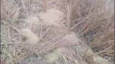 ଜୁଜୁମୁରା: ବୁରମାଲ ରେ ହାତୀ ଉପଦ୍ରବ , ବ୍ୟାପକ ଅମଲ କ୍ଷମ ଧାନ ଫସଲ ନଷ୍ଟ