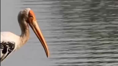 पवई: पवई वन परिक्षेत्र में संकटग्रस्त पेंटेड स्टॉर्क और दुर्लभ ब्लैक स्टॉर्क से गुलजार, वन विभाग में खुशी