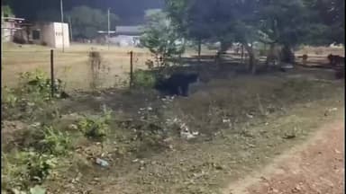 गुण्डरदेही: दल्लीराजहरा में दिनभर भटकता रहा भालू, वन विभाग जंगल लौटने का करता रहा इंतजार, शहरवासी नाराज