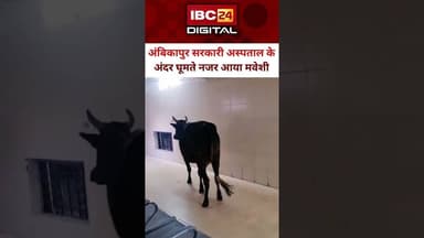 Ambikapur Medical College में घूमती दिखी गाय, सुरक्षा व्यवस्था पर सवाल...#Ambikapur #virlvideo