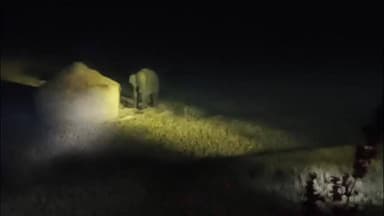 ଝାରସୁଗୁଡା: ଲଖନପୁର ବ୍ଲକ କୁଲିହାବେରନି ଗାଆଁରେ ହାତୀ ବିଲରେ ଥାଇ ରାତିରେ ଖାଉଛି ଧାନ, ଭିଡ଼ିଓ ଭାଇରାଲ