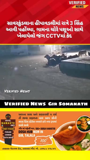 સાવરકુંડલાના હીપાવડલીમાં રાત્રે 3 સિંહ આવી પહોંચ્યા, ગામના ચોરે પશુઓ સાથે ખેલાયેલો જંગ CCTVમાં કેદ
#savarkundla #girsom...