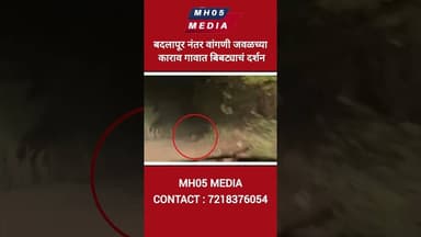 बदलापूर नंतर वांगणी जवळच्या काराव गावात बिबट्या