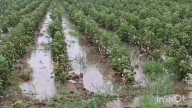 વઢવાણ: કૃષિ સહાય માટે 21870 માંથી 16580 ખેડૂતોને સહાય ચૂકવવામાં આવી 5 હજાર ખેડૂતો હજી પણ સહાયથી વંચિત