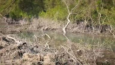 ম্যানগ্রোভ ধ্বংস ছবি
#Sundarban #SundarbanNews #RoyalBenga Tiger #BanglaNews #Sundarbans #winter #SangbadPratidin #...