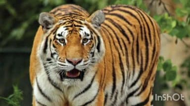 गोंडपिंपरी: गोंडपीपरी तालुक्यातील गोजोली शेत शिवारात वाघाचा हल्ला; तरूण शेतकरी जखमी