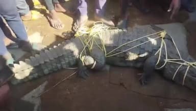 कळमनूरी: ढोलक्याची वाडी शिवारामध्ये मगरमच्छ सापडला बघ्यांची मोठी गर्दी, व्हिडिओ व्हायरल