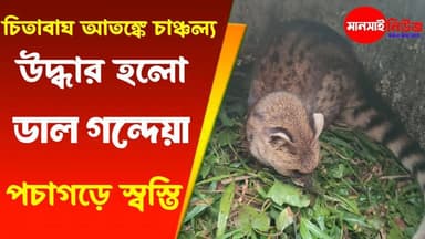 #চিতাবাঘ আতঙ্কে চাঞ্চল্য, উদ্ধার হলো 'ডাল গন্দেয়া 'পচাগড়ে স্বস্তি