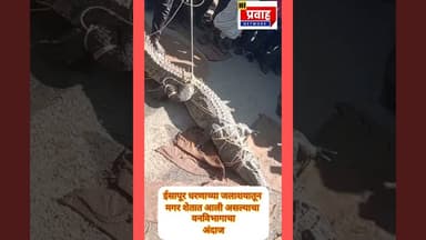 कळमनुरी शिवारातील ढोलक्याची वाडी परिसरात आठ फूट लांबीची मगर सापडली;वनविभागाच्या पथकाने घेतली ताब्यात