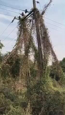 જેસર: જેસર તાલુકાના ગ્રામ્ય વિસ્તારમાં વીજ લાઈનના થાંભલા પર લીલા વેલા છવાતા લોકોમાં ભય