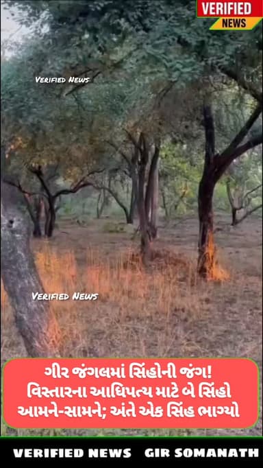 ગીર જંગલમાં સિંહોની જંગ! વિસ્તારના આધિપત્ય માટે બે સિંહો આમને-સામને; અંતે એક સિંહ ભાગ્યો
#girsomnath #junagadh #savaj