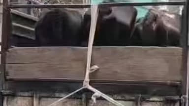 নকশালবাড়ি: নকশালবাড়ির ইন্দো নেপাল সীমান্তে গরু পাচারের ছক বানচাল