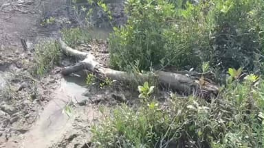 কুলতলি: সুন্দরবনের ম্যানগ্রোভ কেটে সাফ বেআইনিভাবে তৈরি হচ্ছে মাছের ভেড়ি পার্ক শাসকবিরোধী তরজা কুলতলীতে