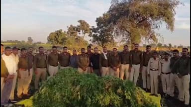 मनासा: कुकड़ेश्वर पुलिस को मिली सफलता, रगसपुरिया क्षेत्र में खेत से दस हजार अवैध गांजे के पौधे ज़ब्त
