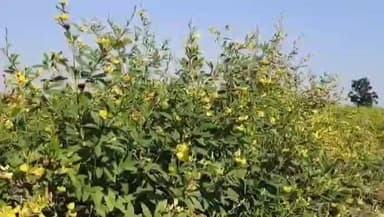 जळगाव जामोद: जिल्ह्यात थंडीचा तुर पिकावर परिणाम जळगाव जा.परिसरात तुरीच्या शेंगा भरण्याची प्रक्रिया संथ