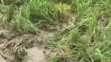 இராஜபாளையம்: சஷ்டக்கோவில் பாதுகாப்புக்காக அமைக்கப்பட்டிருந்த கதவை உடைத்து யானை நெருப்பயிர்களை சேதப்படுத்தியதாக குற்றச்சாட்