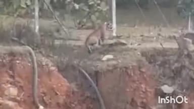 शाहपुर: भोपाल हाइवे पर सुबह दिखा तेंदुआ, शाहपुर के भौरा क्षेत्र में दहशत, वीडियो वायरल