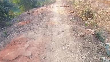 জয়নগর ১: জয়নগরে রাস্তার কাজের জন্য কেটে ফেলা হয়েছে একের পর এক মোটা মোটা গাছ