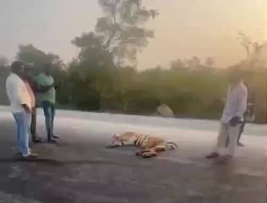 సిరిగిరిపాడు చెక్పోస్ట్ సమీపంలో రోడ్డు దాటుతున్న పెద్దపులిని గుర్తు తెలియని వాహనం ఢీకొట్టడంతో పెద్దపులి మృతి