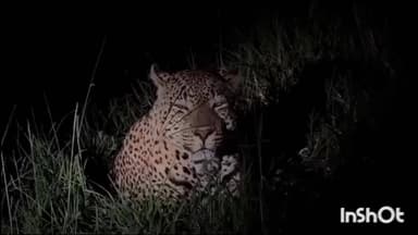 श्रीरामपूर: श्रीरामपूर शहरातील मोरगे वस्ती परिसरात बिबट्याचे दर्शन नागरिकांमध्ये भीतीचे वातावरण