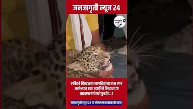 एकीकडे बिबट्याचा नागरिकांना त्रास मात्र अकोल्यात एका व्यक्तीने बिबट्याच्या बछडाला घेतले कुशीत.