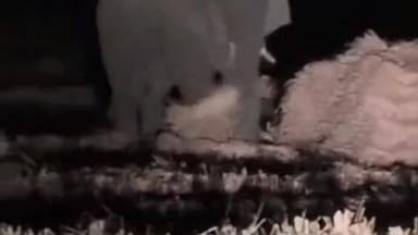 କେନ୍ଦୁଝର ସହର: ଦେଓଗାଁ ବନାଞ୍ଚଳ ଅଧିନ ଖାଳିଆମେଣ୍ଟା,ତରିମୁଳ, ଭଣ୍ଡାରିଡିହା ପଞ୍ଚାୟତ ରେ ଏକ ଗୋଠଛଡା ହାତୀର ଆତଙ୍କ