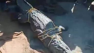 पुसद: कळमनूरी: तालुक्यातील ईसापूर धरण परिसरात उसाच्या शेतात आढळलं मगर ; नागरिकांना सतर्क राहण्याचे आवाहन