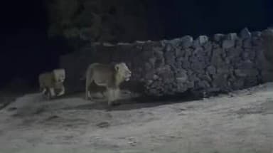 કોડીનાર: રામપરા ગામે મોડી રાત્રીના 3 ડાલામથા સિંહોના વાડી વિસ્તાર માંથી રસ્તા પરના આંટાફેરા મોબાઇલ કેમેરામા થયા કેદ