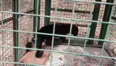 பேரூர்: மருதமலை அடிவாரத்தில் குடியிருப்பு பகுதிக்குள் புகுந்த கருஞ்சிறுத்தை - குட்டியை மீட்ட வனத்துறை