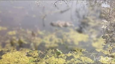 పూతలపట్టు: బంగారు పాళ్యం మండలంలోని ఓ చెరువులో శిశువు మృతదేహం కలకలం