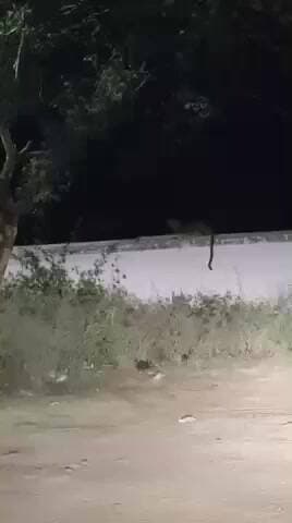 சத்தியமங்கலம்: பண்ணாரி அம்மன் கோவில் காம்பவுண்டில் சுவர் மீது நடந்து கொண்டிருந்த சிறுத்தை புலி வீடியோ சமூக வலைத்தளங்களில் பரவி வைரல்