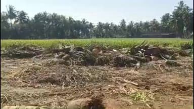 કોડીનાર: પંથકમા નાળીયેરીના બગીચાઓ પર મશી નામના રોગના ઉપદ્રવથી બગીચાઓમા ગંભીર અસર, કૃષી વૈજ્ઞાનિકે આપી માહિતી