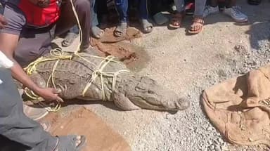 कळमनूरी: ढोलक्याच्यावाडी शिवारातील मगरीची ताडोबाच्या बफर क्षेत्रात वन विभागाने केली सुटका