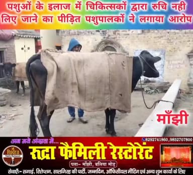 #मांझी नगर #पंचायत के #दुर्गापुर तथा बहोरन सिंह के टोला #गांव के दर्जनों #पालतू पशु #खुरहा रोग से आक्रांत। #संक्रमण का र...