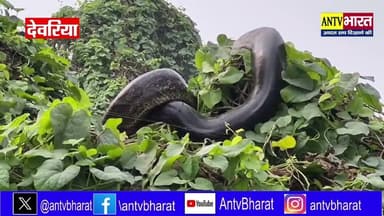 #देवरिया में पेड़ पर दिखा #विशालकाय_अजगर, इलाके में मचा हड़कंप#ajagar #स्नेक