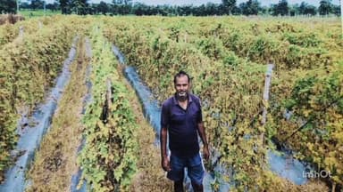 महासमुंद: पिथौरा: राष्ट्रीय बागवानी मिशन से कृषक दशरथ पटेल की तकदीर बदली, सब्जी खेती से आय चार गुना बढ़ी, दी गई विस्तार से जानकारी