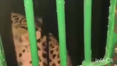 श्रीरामपूर: श्रीरामपूर शहरात पुन्हा चौथा बिबट्या जेरबंद